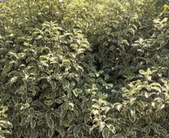 seto de pitoosporum tenuifolium 2 R 6